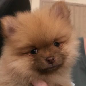 Meet your Posher, Kira
